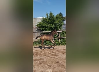 Deutsches Reitpony, Stute, , 155 cm, Buckskin