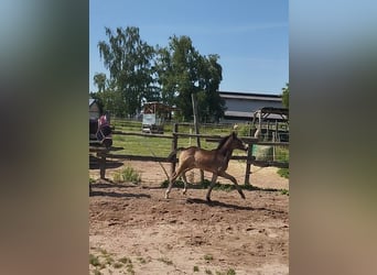 Deutsches Reitpony, Stute, , 155 cm, Buckskin