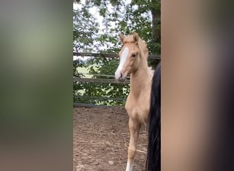 Deutsches Reitpony, Stute, Fohlen (03/2025), 155 cm, Palomino