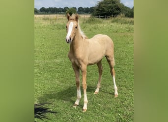 Deutsches Reitpony, Stute, Fohlen (03/2025), 155 cm, Palomino