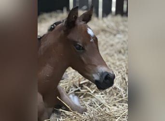 Deutsches Reitpony, Stute, , Brauner