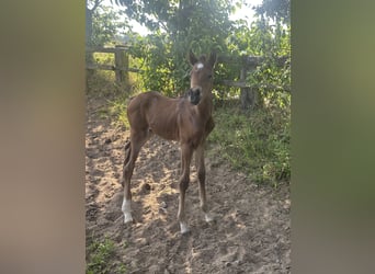 Deutsches Reitpony, Stute, , Brauner