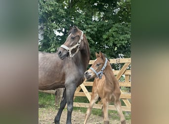 Deutsches Reitpony, Stute, , Brauner