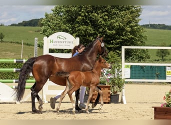 Deutsches Reitpony, Stute, , Brauner