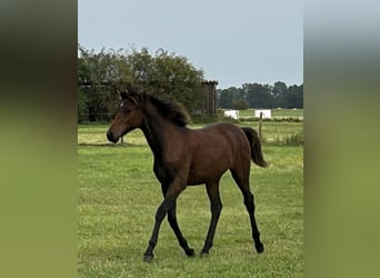 Deutsches Reitpony, Stute, Fohlen (03/2025), Brauner