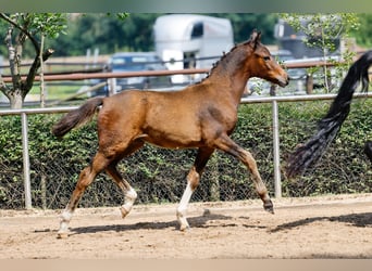 Deutsches Reitpony, Stute, Fohlen (04/2025), Brauner