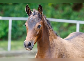 Deutsches Reitpony, Stute, Fohlen (04/2025), Brauner
