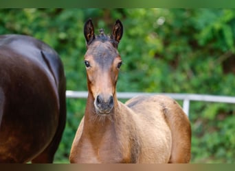 Deutsches Reitpony, Stute, Fohlen (04/2025), Brauner