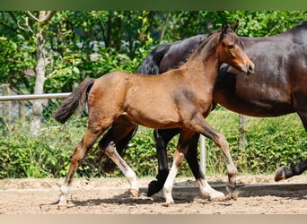 Deutsches Reitpony, Stute, Fohlen (04/2025), Brauner