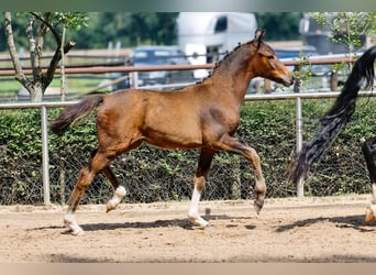 Deutsches Reitpony, Stute, Fohlen (04/2025), Brauner