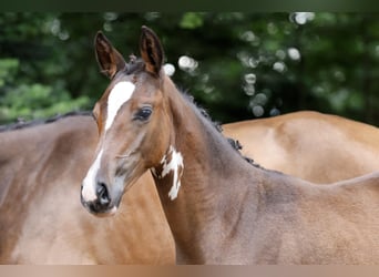 Deutsches Reitpony, Stute, Fohlen (05/2026), Brauner