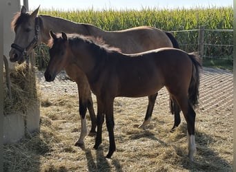 Deutsches Reitpony, Stute, Fohlen (03/2026), Brauner