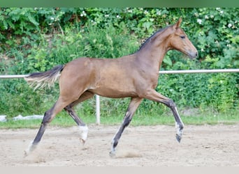 Deutsches Reitpony, Stute, Fohlen (03/2026), Brauner
