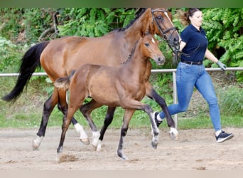 Deutsches Reitpony, Stute, Fohlen (03/2026), Brauner