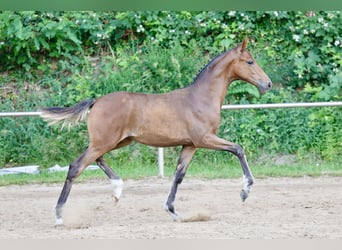 Deutsches Reitpony, Stute, Fohlen (03/2026), Brauner
