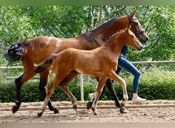 Deutsches Reitpony, Stute, Fohlen (04/2025), Brauner