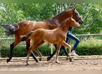 Deutsches Reitpony, Stute, Fohlen (04/2025), Brauner