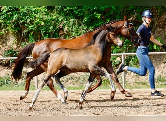 Deutsches Reitpony, Stute, Fohlen (05/2025), Brauner