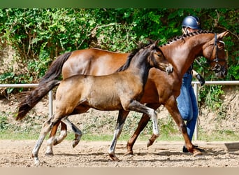 Deutsches Reitpony, Stute, Fohlen (05/2025), Brauner