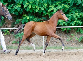 Deutsches Reitpony, Stute, Fohlen (05/2024), Brauner