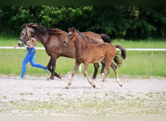 Deutsches Reitpony, Stute, Fohlen (03/2026), Brauner