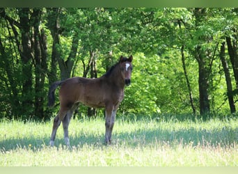 Deutsches Reitpony, Stute, Fohlen (03/2026), Brauner