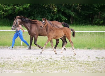 Deutsches Reitpony, Stute, Fohlen (03/2026), Brauner