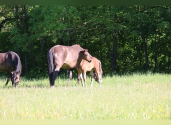 Deutsches Reitpony, Stute, Fohlen (03/2026), Brauner