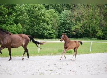 Deutsches Reitpony, Stute, Fohlen (03/2026), Brauner