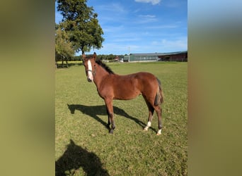 Deutsches Reitpony, Stute, Fohlen (03/2025), Brauner