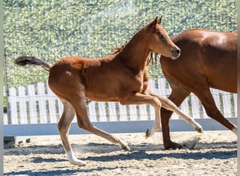Deutsches Reitpony, Stute, Fohlen (03/2026), Brauner