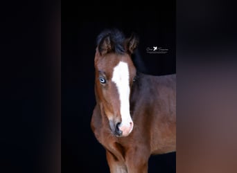 Deutsches Reitpony, Stute, , Brauner