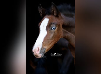 Deutsches Reitpony, Stute, , Brauner