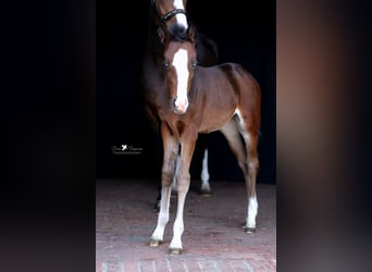 Deutsches Reitpony, Stute, , Brauner