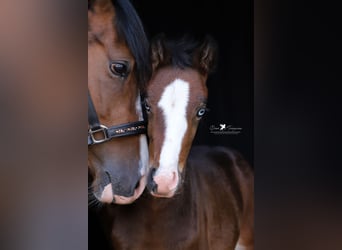 Deutsches Reitpony, Stute, , Brauner