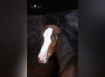 Deutsches Reitpony, Stute, , Brauner