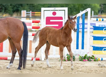Deutsches Reitpony, Stute, Fohlen (04/2026), Brauner