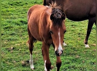 Deutsches Reitpony, Stute, Fohlen (03/2026), Brauner