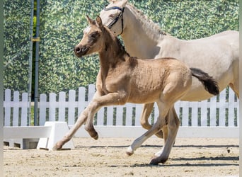 Deutsches Reitpony, Stute, Fohlen (02/2026), Braunfalbschimmel