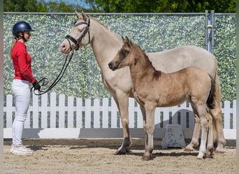 Deutsches Reitpony, Stute, Fohlen (02/2026), Braunfalbschimmel