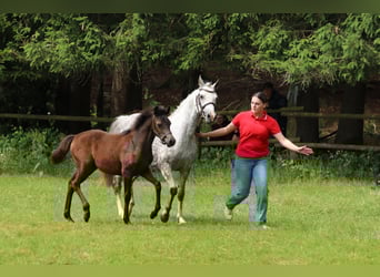 Deutsches Reitpony, Stute, Fohlen (02/2025), Braunfalbschimmel