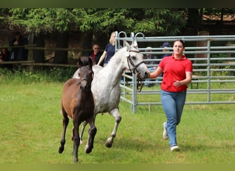 Deutsches Reitpony, Stute, Fohlen (02/2025), Braunfalbschimmel