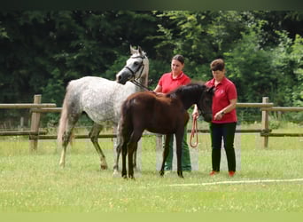 Deutsches Reitpony, Stute, Fohlen (02/2025), Braunfalbschimmel
