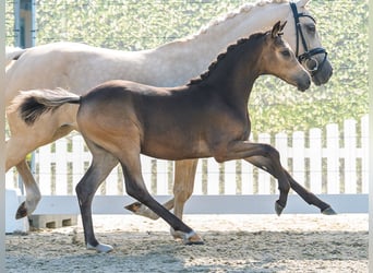 Deutsches Reitpony, Stute, Fohlen (02/2026), Buckskin