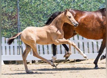 Deutsches Reitpony, Stute, Fohlen (04/2026), Buckskin