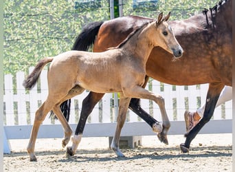Deutsches Reitpony, Stute, Fohlen (04/2026), Buckskin