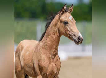 Deutsches Reitpony, Stute, Fohlen (04/2026), Buckskin
