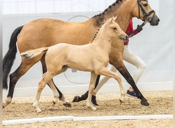 Deutsches Reitpony, Stute, Fohlen (05/2024), Buckskin