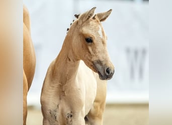 Deutsches Reitpony, Stute, Fohlen (05/2024), Buckskin