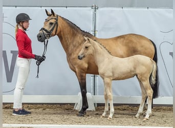 Deutsches Reitpony, Stute, Fohlen (05/2024), Buckskin